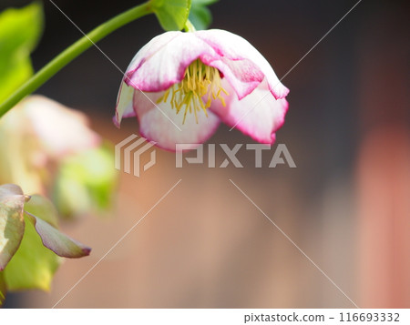 Christmas rose flowers and copy space Christmas rose flowers and copy space 116693332