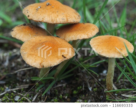 Ecological photo of Venus platyphylla 116693333