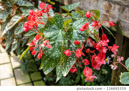 Exotic and beautiful begonia flowers blooming in the garden Exotic and beautiful begonia flowers blooming in the garden 116693339