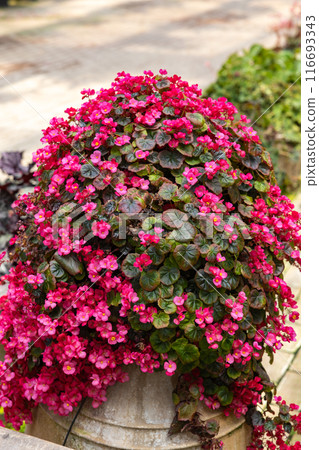 Exotic and beautiful begonia flowers blooming in the garden Exotic and beautiful begonia flowers blooming in the garden 116693343