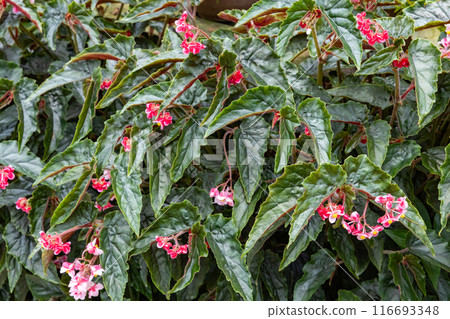 Exotic and beautiful begonia flowers blooming in the garden 116693348