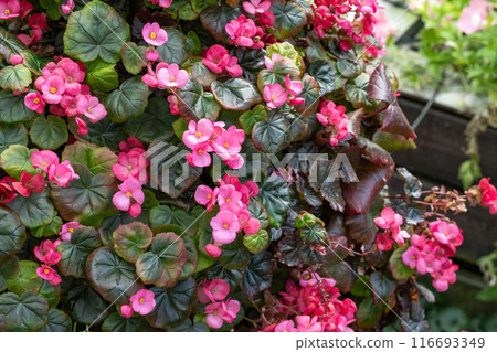 Exotic and beautiful begonia flowers blooming in the garden 116693349