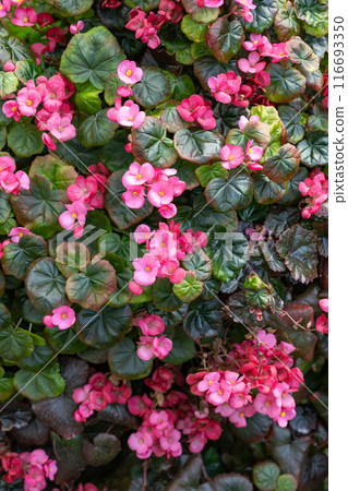 Exotic and beautiful begonia flowers blooming in the garden Exotic and beautiful begonia flowers blooming in the garden 116693350