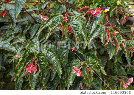Exotic and beautiful begonia leaves in the garden Exotic and beautiful begonia leaves in the garden 116693508