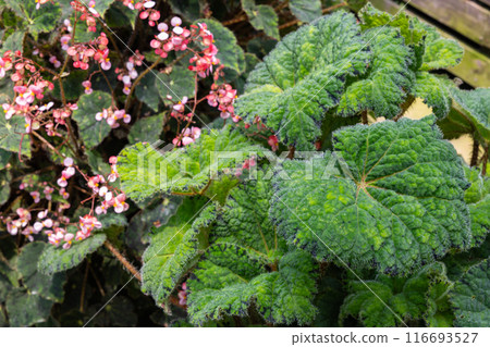 Exotic and beautiful begonia leaves in the garden Exotic and beautiful begonia leaves in the garden 116693527