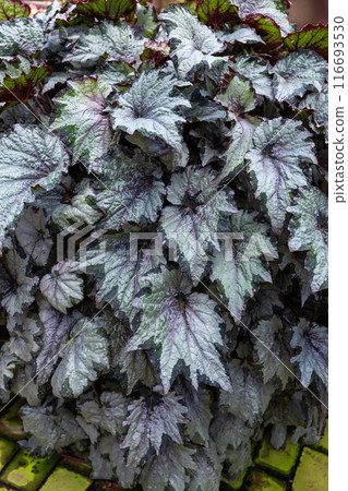 Exotic and beautiful begonia leaves in the garden Exotic and beautiful begonia leaves in the garden 116693530