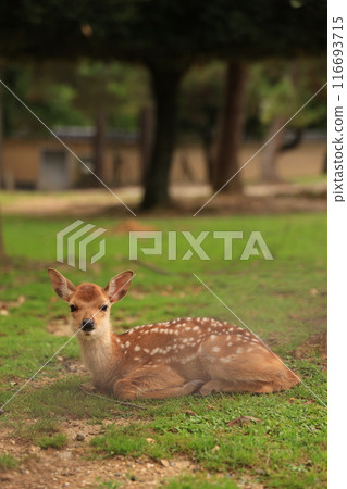 Deer Nara Park 116693715