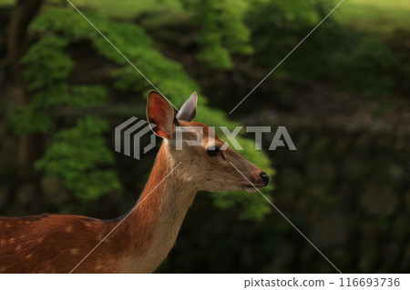 鹿奈良公園 鹿奈良公園 116693736