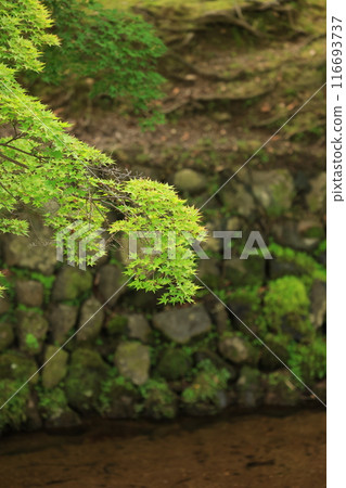 奈良公園綠地 奈良公園綠地 116693737
