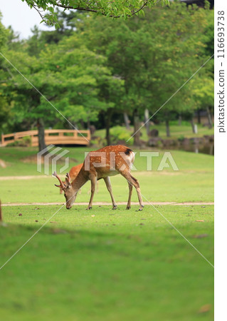 鹿奈良公園 116693738