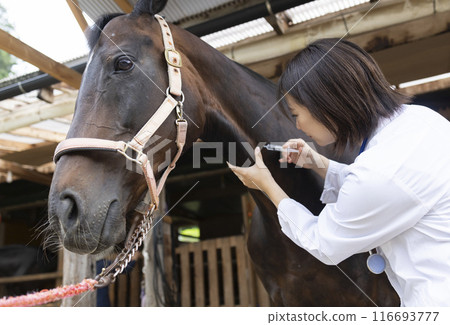 獸醫檢查馬 116693777