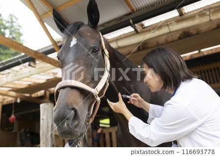 Veterinarian examining a horse 116693778