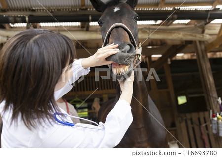 Veterinarian examining a horse 116693780