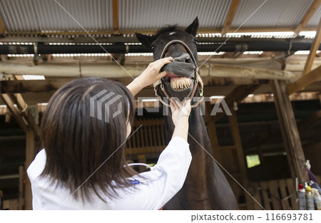 Veterinarian examining a horse 116693781