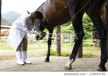 Veterinarian examining a horse 116693782