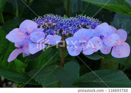 A photo taken with a close-up of the hydrangea flowers with red-purple forehead decoration flowers A photo taken with a close-up of the hydrangea flowers with red-purple forehead decoration flowers 116693788