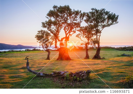 Fanal forest trees on Madeira island, Portugal 116693871