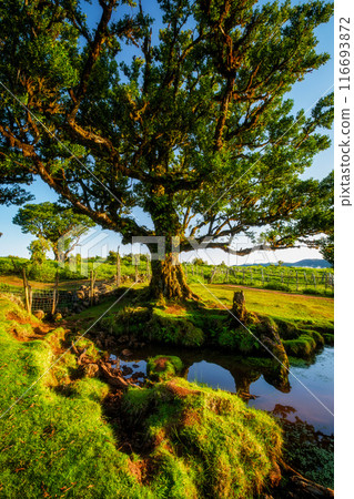 Fanal forest trees on Madeira island, Portugal Fanal forest trees on Madeira island, Portugal 116693872