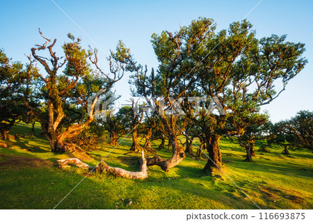 Fanal forest trees on Madeira island, Portugal 116693875