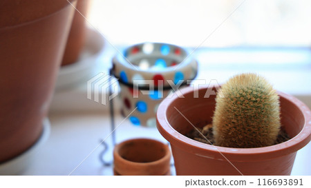 明亮窗邊的觀賞植物：仙人掌與花盆 116693891