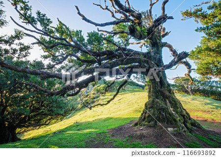 Fanal forest trees on Madeira island, Portugal 116693892