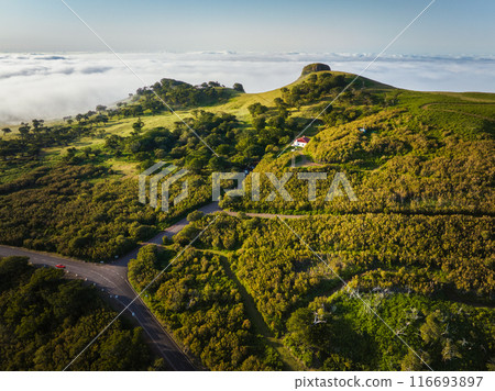 Aerial view of Fanal forest trees on Madeira island, Portugal Aerial view of Fanal forest trees on Madeira island, Portugal 116693897