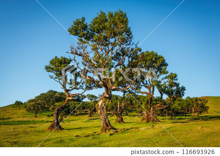 Fanal forest trees on Madeira island, Portugal Fanal forest trees on Madeira island, Portugal 116693926