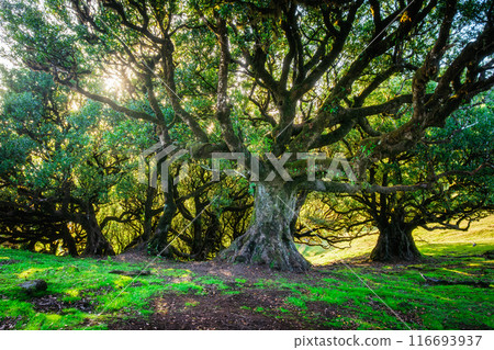 Fanal forest trees on Madeira island, Portugal Fanal forest trees on Madeira island, Portugal 116693937