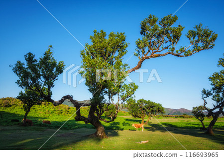 Fanal forest trees on Madeira island, Portugal Fanal forest trees on Madeira island, Portugal 116693965