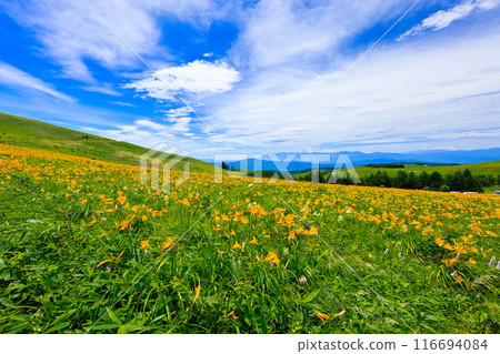 在高原開花 116694084