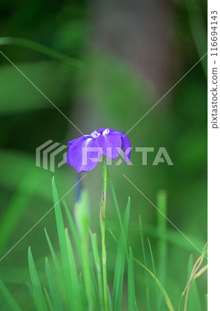 自然鄉村中閃耀的鳶尾花特寫（大和町） 116694143