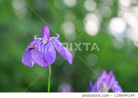 自然鄉村的光線和鳶尾花特寫（大和町） 116694144