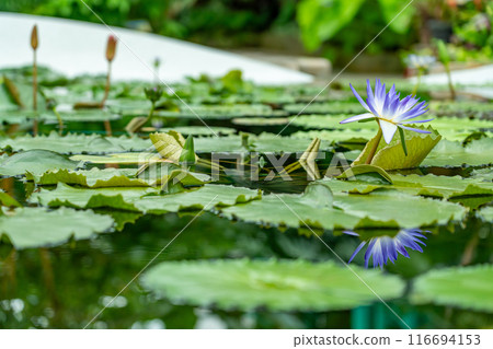 滋賀縣草津市水生植物園水之森溫室水蓮花漂浮在蓮花樓的池塘里 116694153