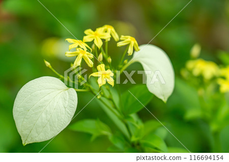 Konronka，也稱為手帕花，在夏季開花。 116694154