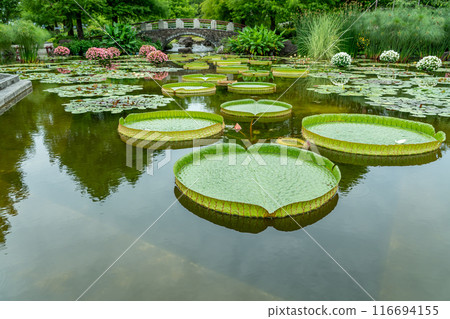 滋賀縣草津市 水生植物園 水之森水上花園 花影之池 116694155