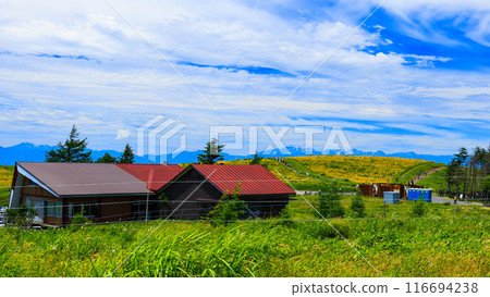 矛頭和睡蓮葉的花田 116694238