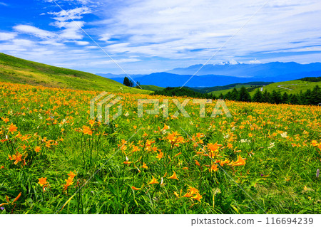 高原上的木菘花開 116694239