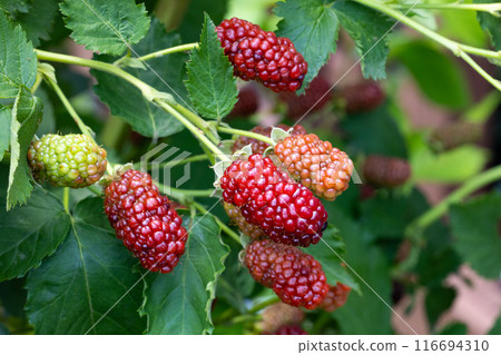 Delicious blackberries in the garden beginning to ripen Delicious blackberries in the garden beginning to ripen 116694310