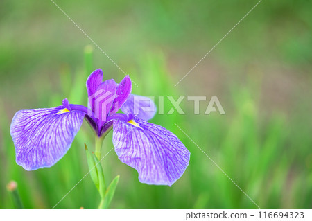 A close-up of beautiful irises bathed in sunlight in the natural countryside (Yamato Town) A close-up of beautiful irises bathed in sunlight in the natural countryside (Yamato Town) 116694323