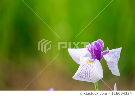 A close-up of beautiful irises bathed in sunlight in the natural countryside (Yamato Town) 116694324