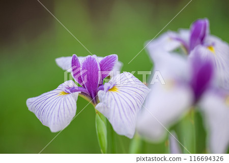 A close-up of beautiful irises bathed in sunlight in the natural countryside (Yamato Town) A close-up of beautiful irises bathed in sunlight in the natural countryside (Yamato Town) 116694326