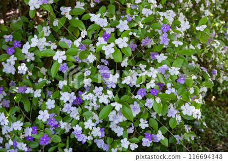 Very fragrant American jasmine flowers Very fragrant American jasmine flowers 116694348