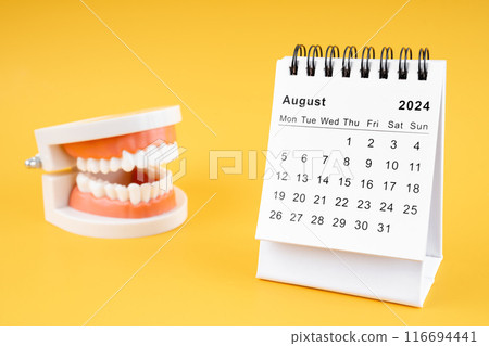 Desk calendar August 2024 and tooth model on yellow background. Desk calendar August 2024 and tooth model on yellow background. 116694441