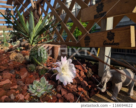 Cactus flower Cactus flower 116694622