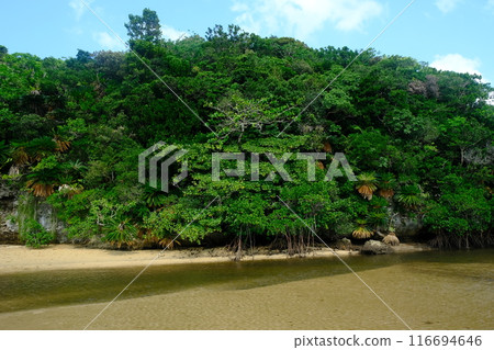 Subtropical forest of the Fukido River 116694646