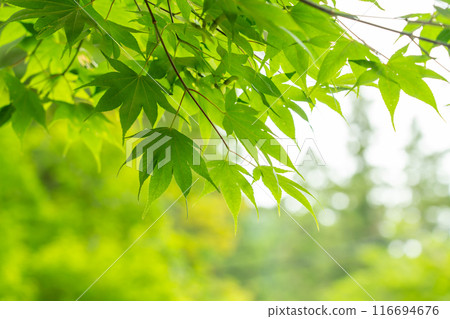 岐阜縣揖斐川町谷山華嚴寺的鮮綠楓葉 岐阜縣揖斐川町谷山華嚴寺的鮮綠楓葉 116694676