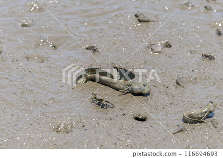 Mudskippers and crabs seen on a coastal adventure at Sumiyoshi Coast Park in Uto, Nagabeta Seabed Trail, Sumiyoshi, Uto City Mudskippers and crabs seen on a coastal adventure at Sumiyoshi Coast Park in Uto, Nagabeta Seabed Trail, Sumiyoshi, Uto City 116694693