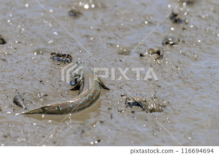 Mudskippers and crabs seen on a coastal adventure at Sumiyoshi Coast Park in Uto, Nagabeta Seabed Trail, Sumiyoshi, Uto City Mudskippers and crabs seen on a coastal adventure at Sumiyoshi Coast Park in Uto, Nagabeta Seabed Trail, Sumiyoshi, Uto City 116694694