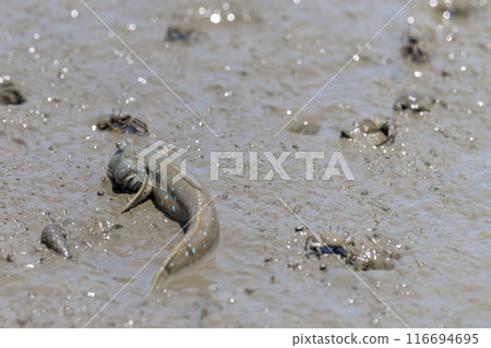 Mudskippers and crabs seen on a coastal adventure at Sumiyoshi Coast Park in Uto, Nagabeta Seabed Trail, Sumiyoshi, Uto City Mudskippers and crabs seen on a coastal adventure at Sumiyoshi Coast Park in Uto, Nagabeta Seabed Trail, Sumiyoshi, Uto City 116694695