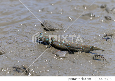Mudskippers can be seen on a coastal adventure at Sumiyoshi Coast Park in Uto. Nagabeta Seabed Trail, Sumiyoshi, Uto City Mudskippers can be seen on a coastal adventure at Sumiyoshi Coast Park in Uto. Nagabeta Seabed Trail, Sumiyoshi, Uto City 116694720